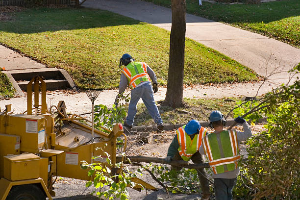 Tree Health Inspection in Payson, UT